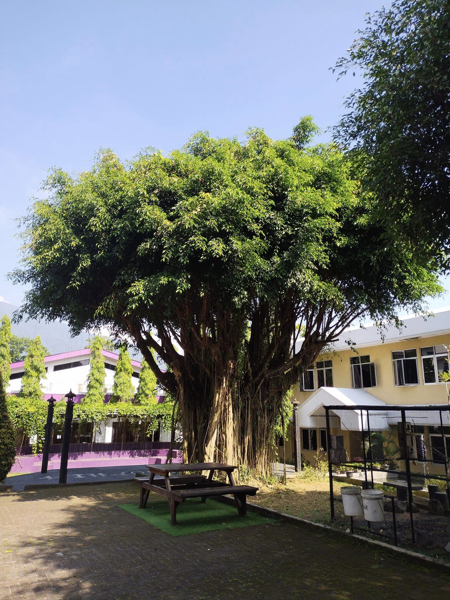 Pohon Beringin Keramat STT Abdiel