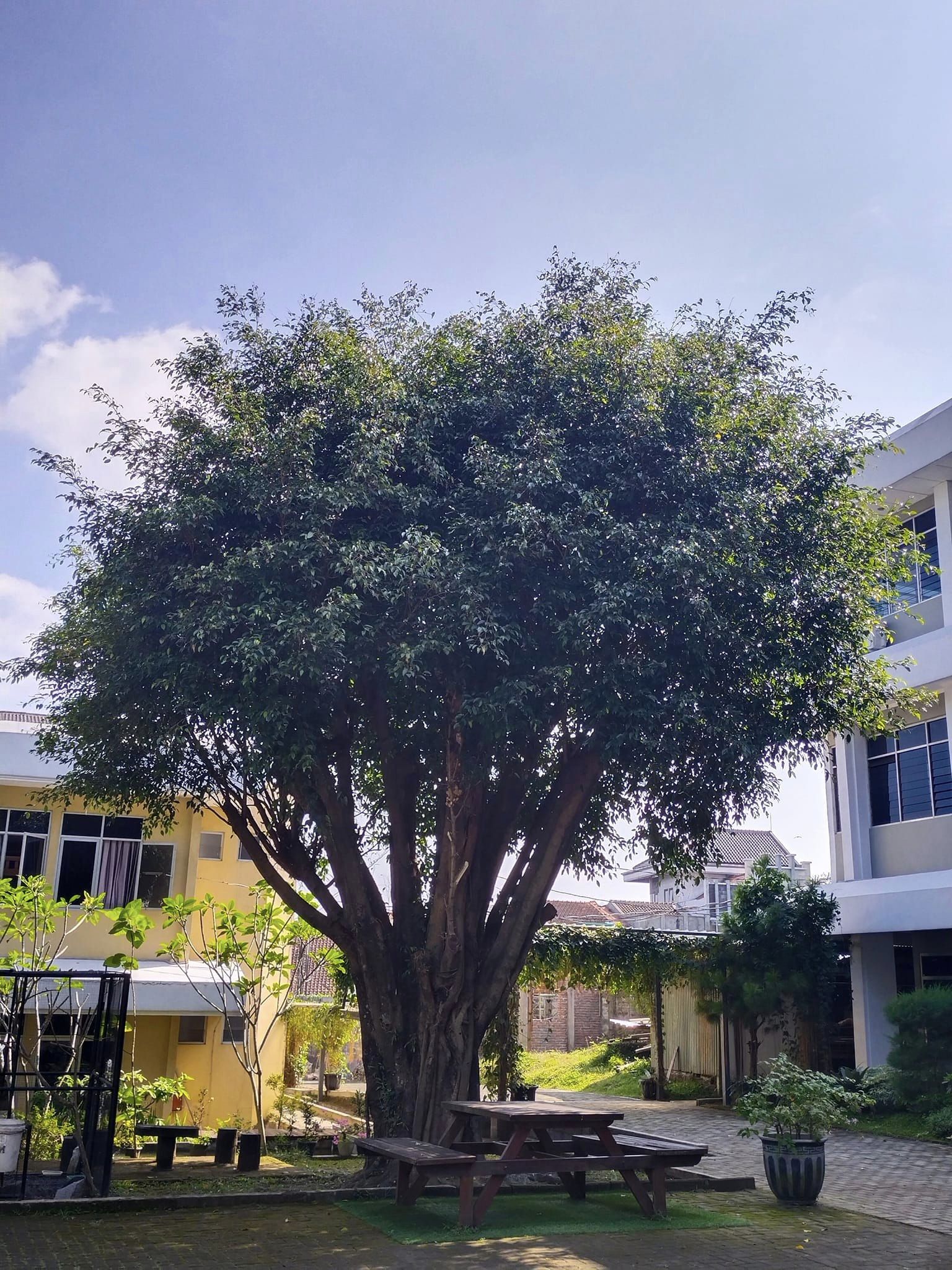 Pohon Beringin Keramat STT Abdiel