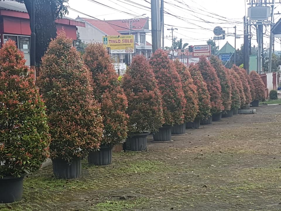 Tanaman Kuncup Merah