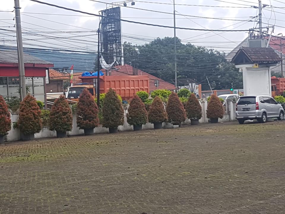 Tanaman Kuncup Merah