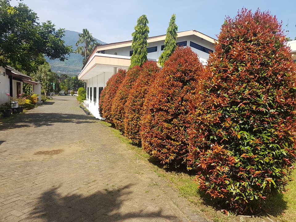 Tanaman Kuncup Merah