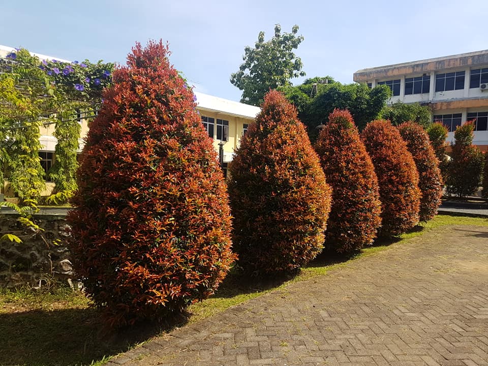 Tanaman Kuncup Merah
