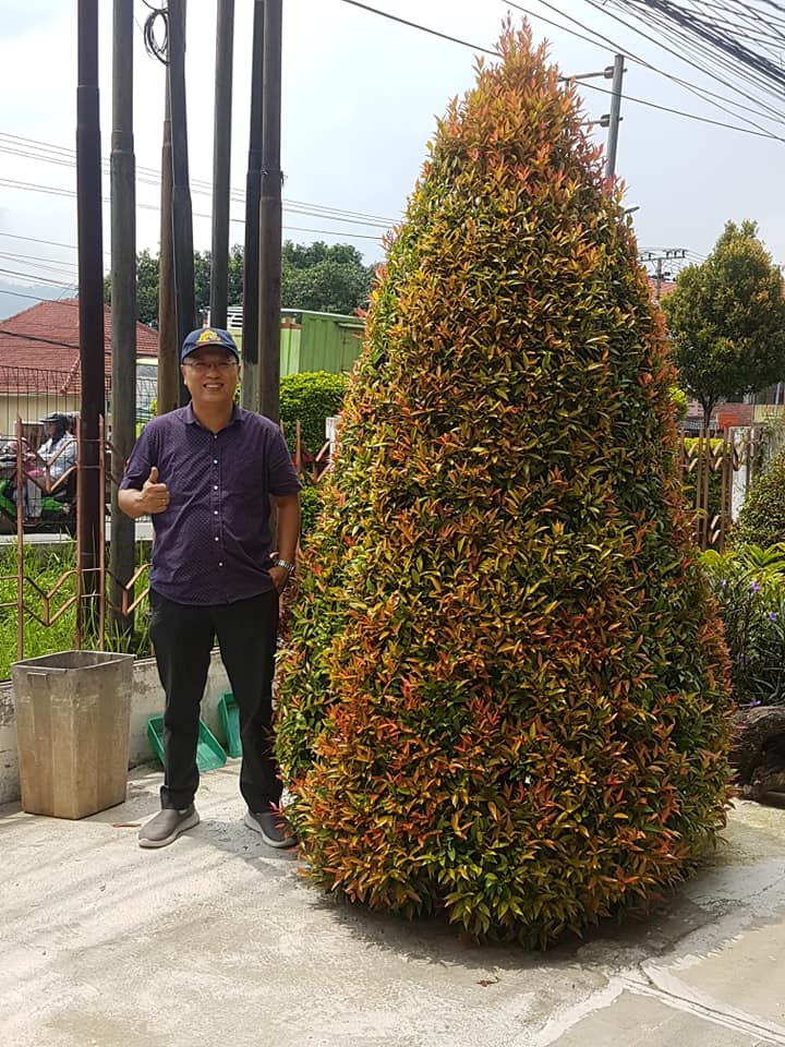 Tanaman Kuncup Merah
